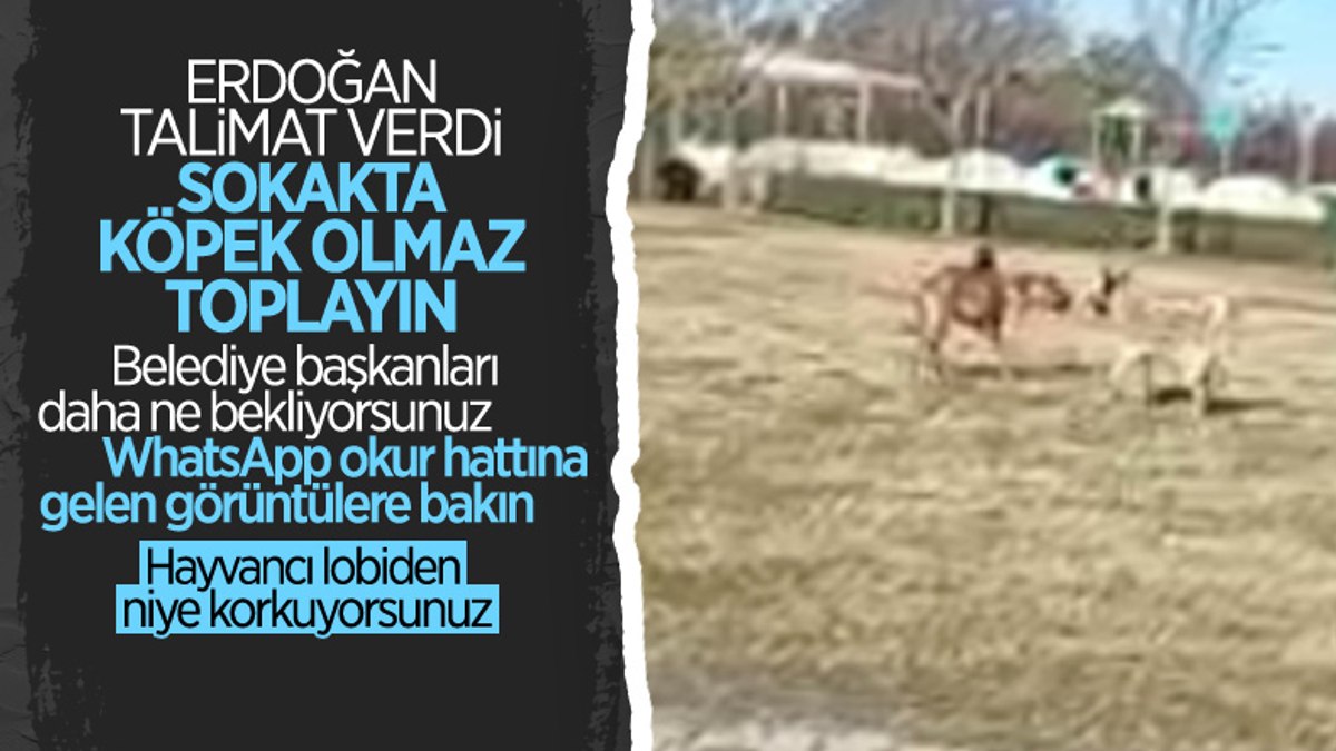 Adanada çocuğunu parka götüren babanın, başıboş köpeklere isyanı