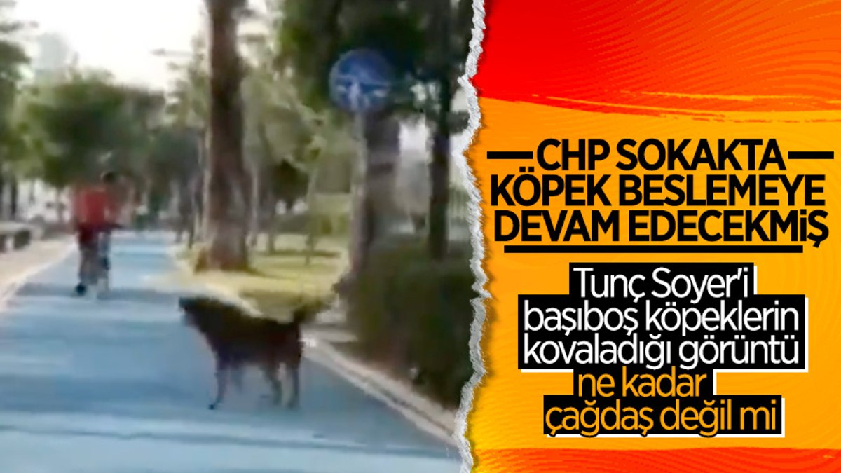 Sokak köpeklerinin Tunç Soyere havladığı görüntüler