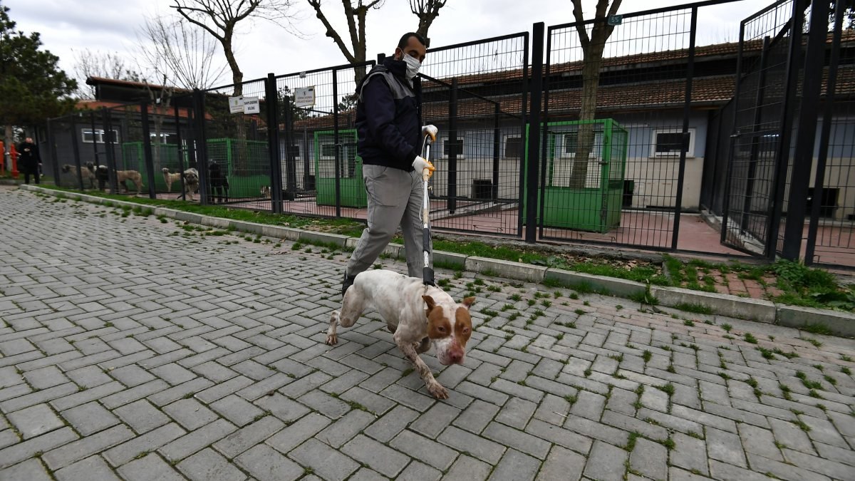 Sahiplerinin terk ettiği pitbulllar barınaklara götürülüyor