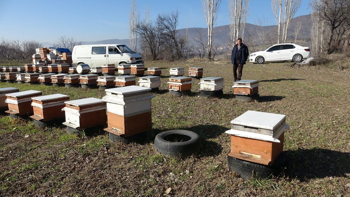 Tokat'ta kovandaki arıları çaldılar