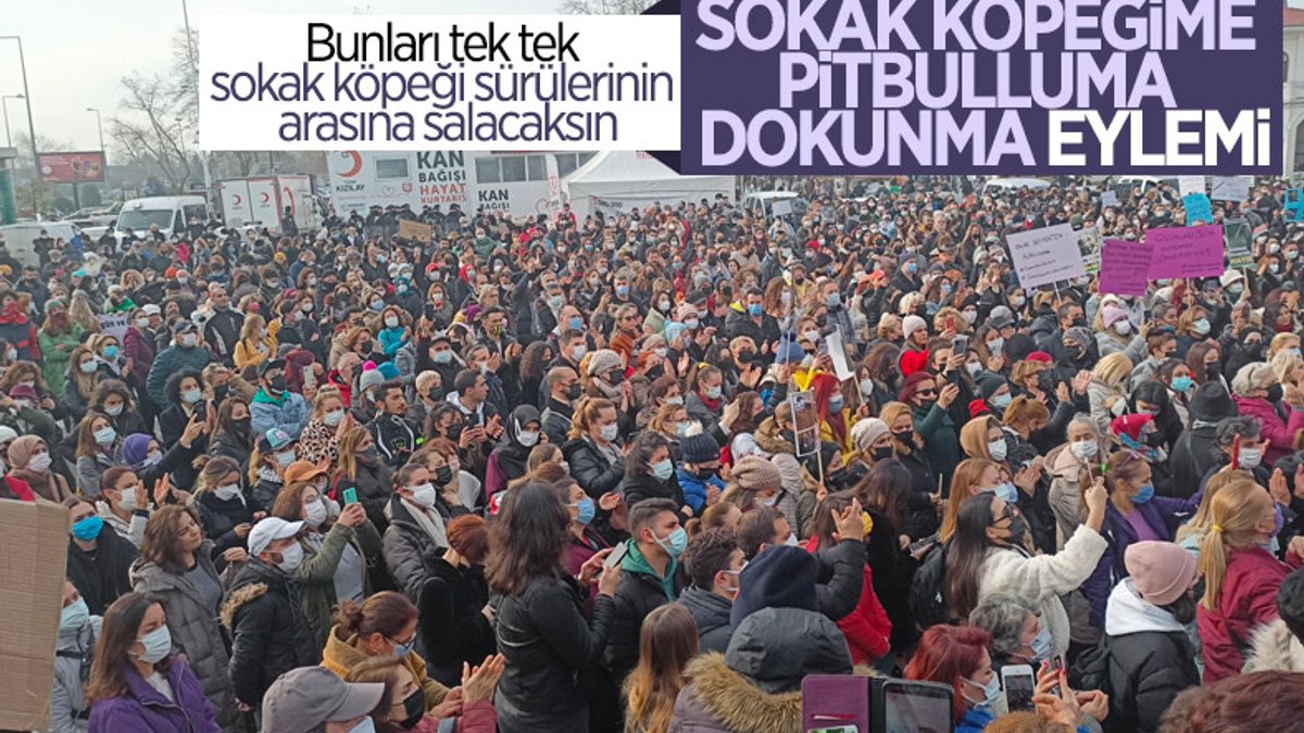 İstanbul'da sokak köpekleri için eylem yaptılar