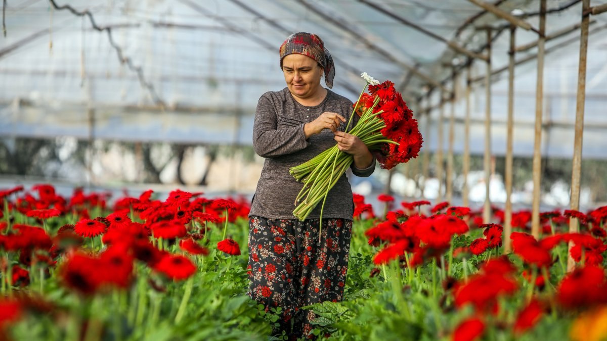 Süs bitkileri ihracatının yeni hedefi 500 milyon dolar