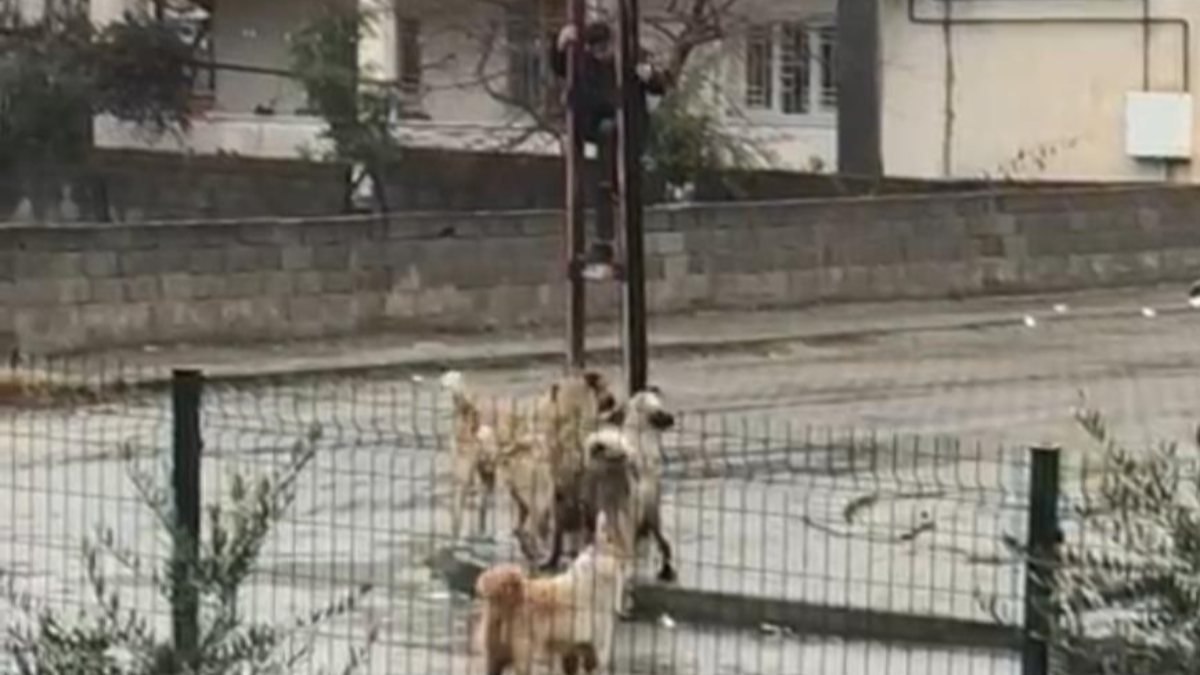 Kahramanmaraş'ta köpeklerden kaçan çocuk direğe tırmandı