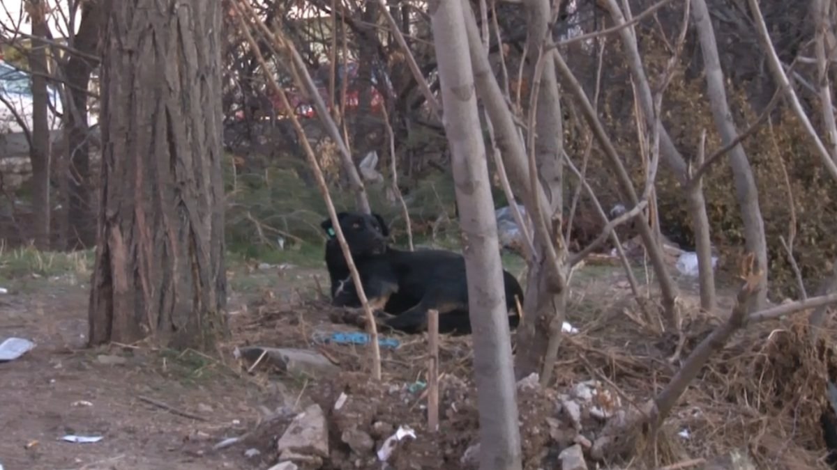 Ankara'da mahalleli, saldırgan köpekler nedeniyle sokağa çıkamıyor