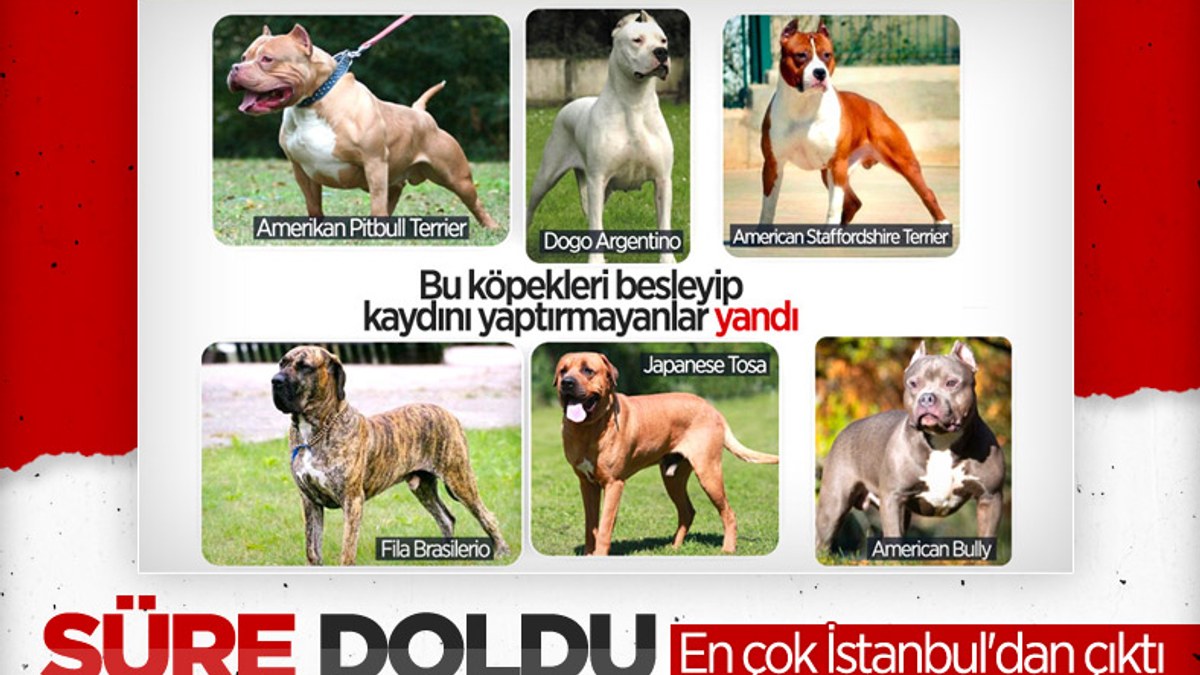 Türkiye genelinde tehlike arz eden köpekler kayıt altına alındı