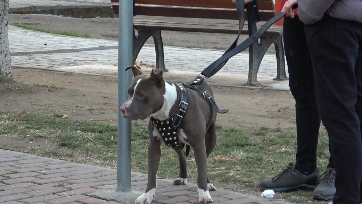 Bursa'da çocuk parkında başıboş pitbull yakalandı