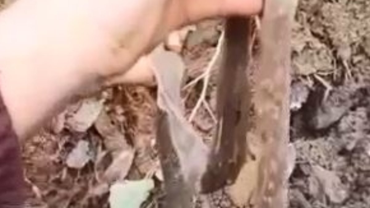 Artvin'de çeşme suyu borusundan 1 metre yılan derisi çıktı