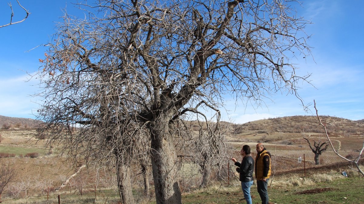 Siirt'te ürün veren asırlık menengiç ağaçları koruma altına alındı