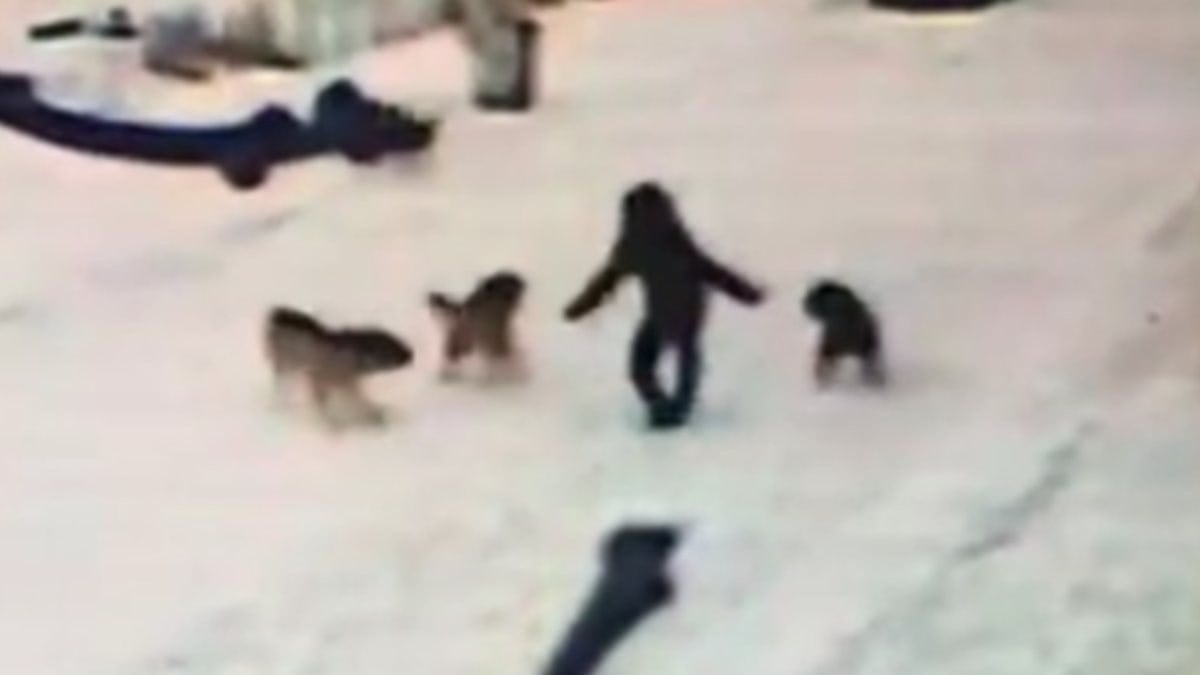 Kars'ta bir çocuk 7 köpeğin saldırısından cesaretiyle kurtuldu