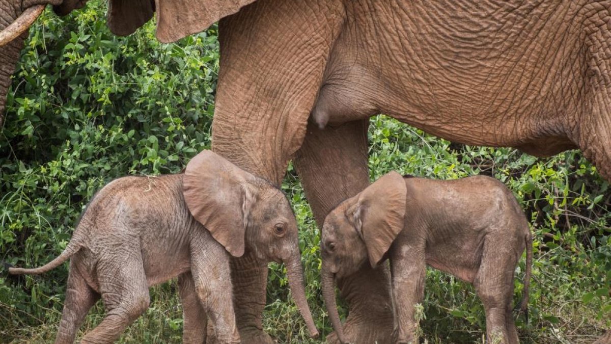 Kenya'da fil ikiz doğurdu