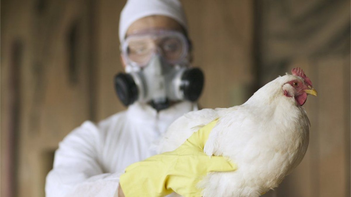 Avian influenza (Kuş gribi) nedir