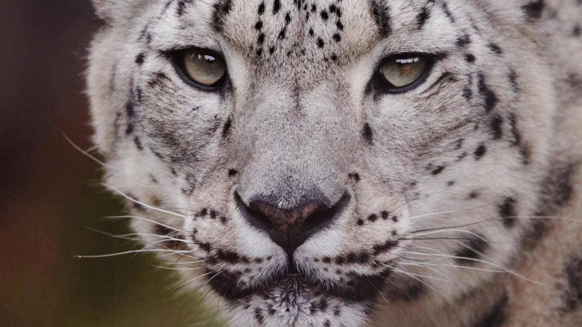 Polonya’da kar leoparı koronavirüsten öldü