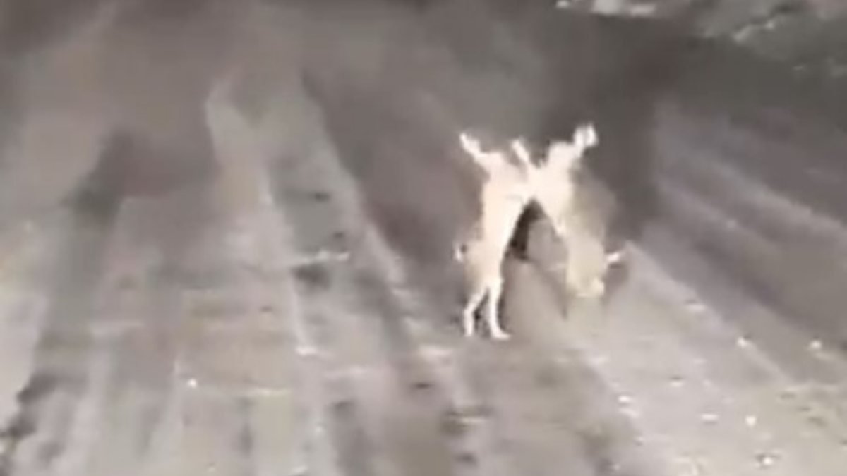 Kastamonu'da tavşan kavgası