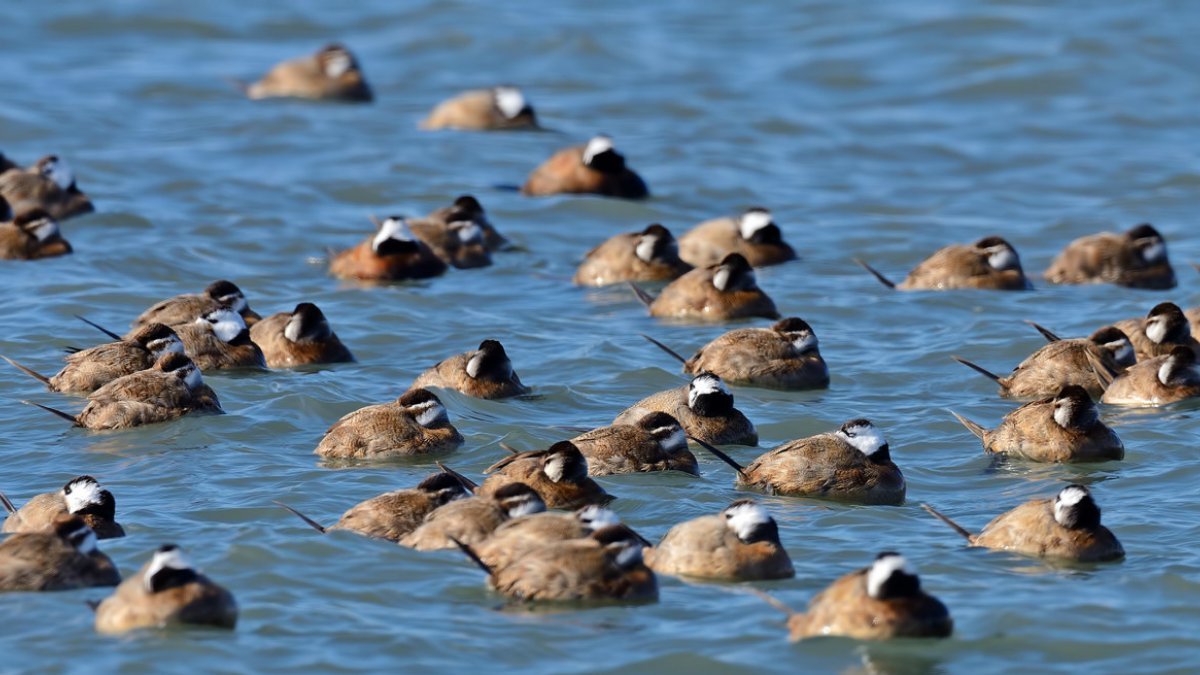 Dikkuyruk ördeği, Burdur Gölü'nü artık terk etti