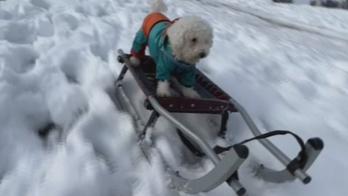 Beylikdüzü'nde köpeğin karda kayak keyfi
