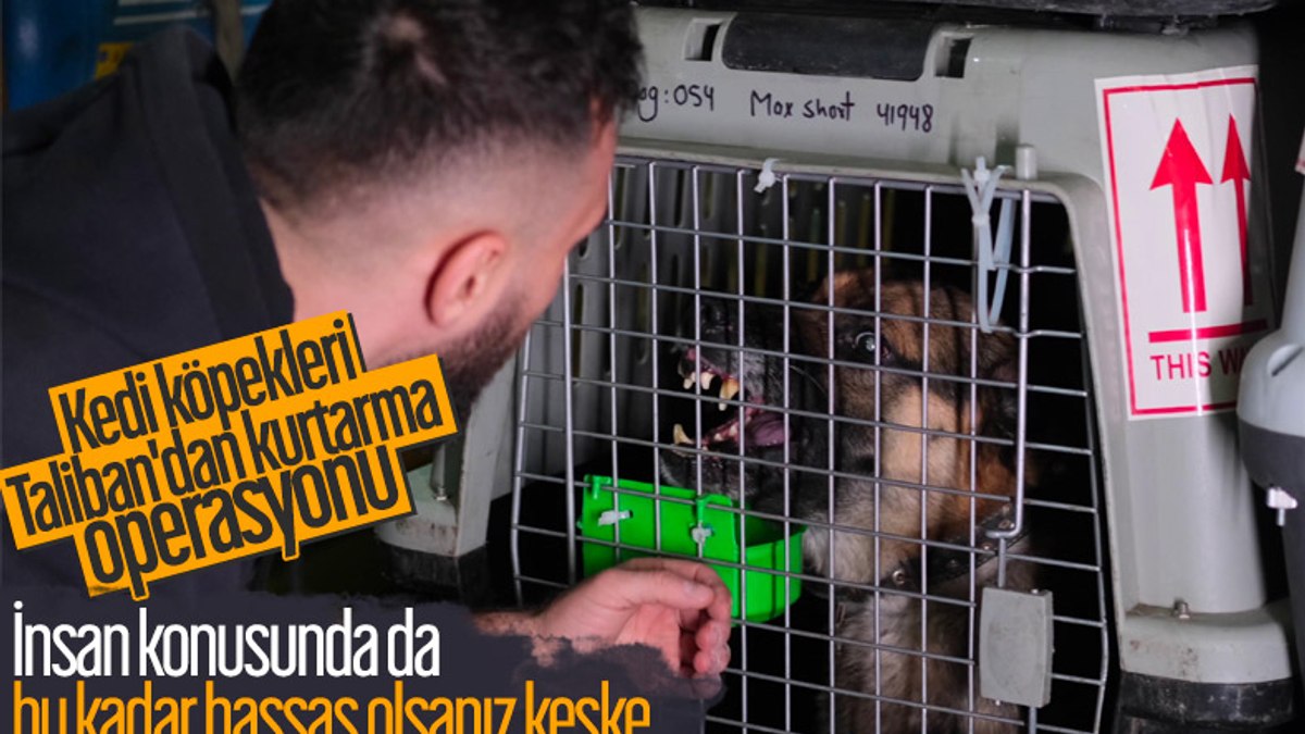 Afganistandan 304 evcil hayvanın tahliyesi için uçak kiralandı
