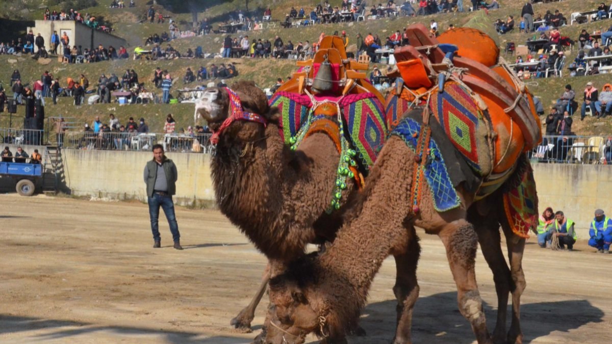 Aydın'da deve güreşi festivali renkli görüntülere sahne oldu