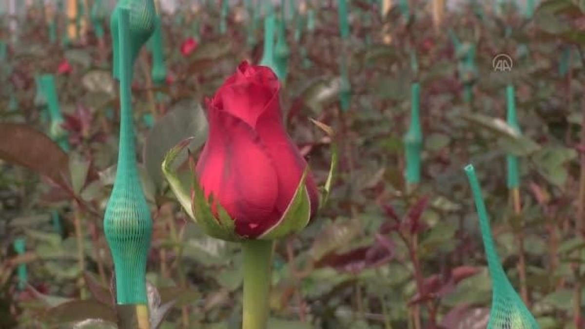 Kolombiya'nın çiçek seralarında 'Sevgililer Günü' hareketliliği