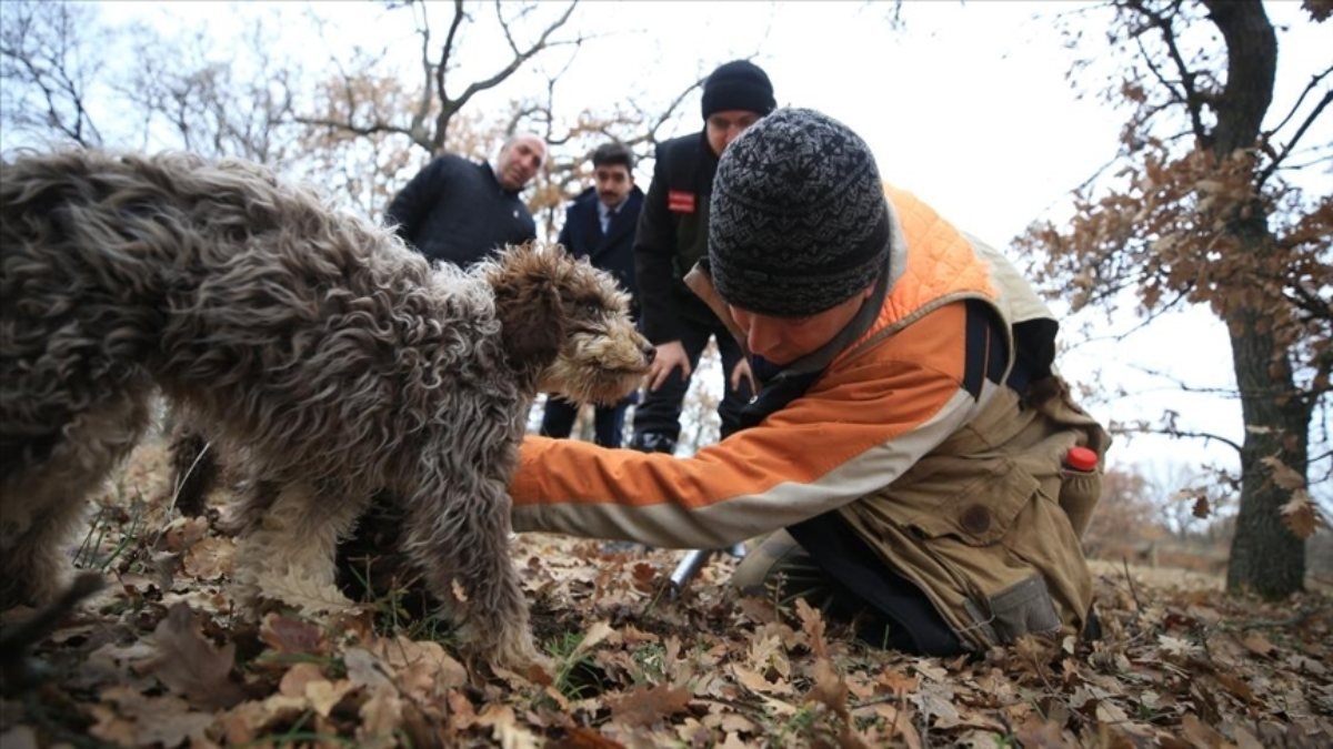 Kırklareli'nde eğitimli köpeklerle yüzlerce euroluk trüf mantarı avı