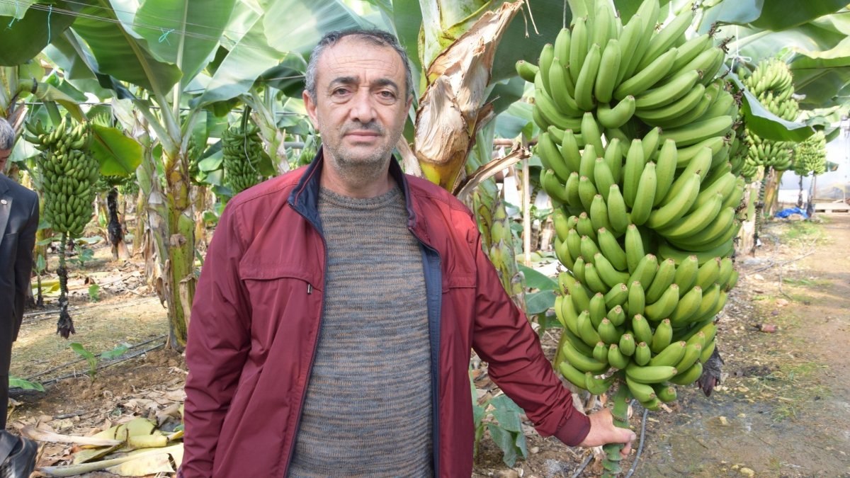 Seradan 8 TL'ye çıkan muz üreticinin yüzünü güldürüyor