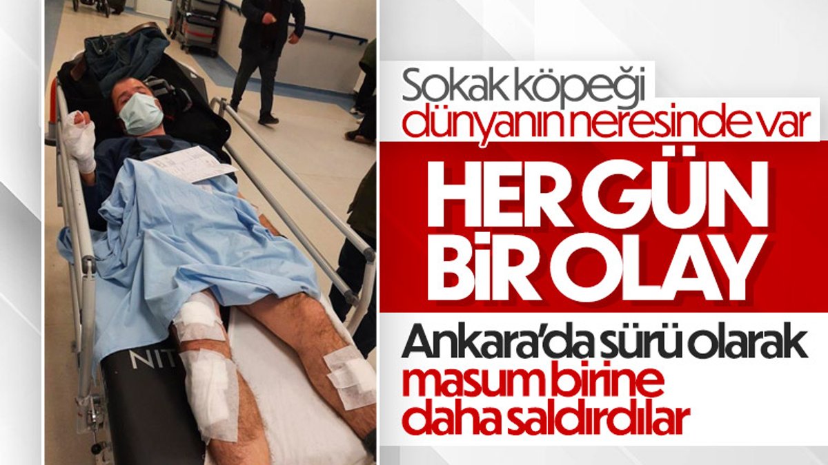 Ankara'da başıboş köpek saldırısına uğrayan adam ağır yaralandı