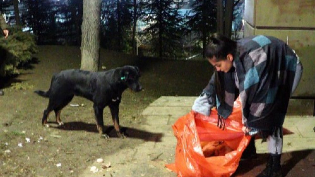 Ankara'da ölü bulunan 8 köpekte zehirlenme şüphesi