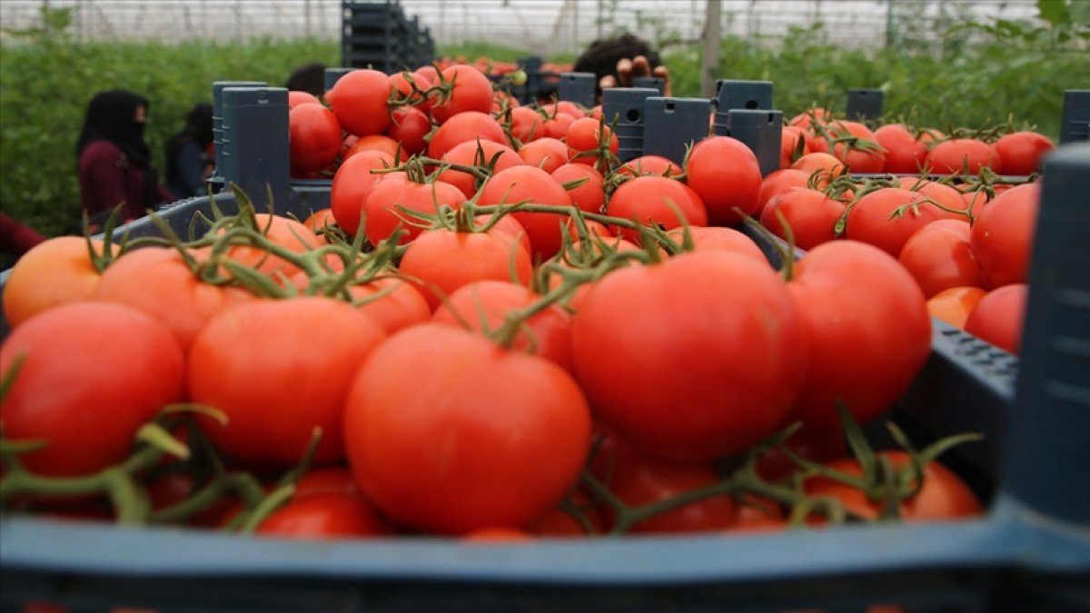 Rusya, Türkiye'den ithal ettiği domates kotasını artırıyor