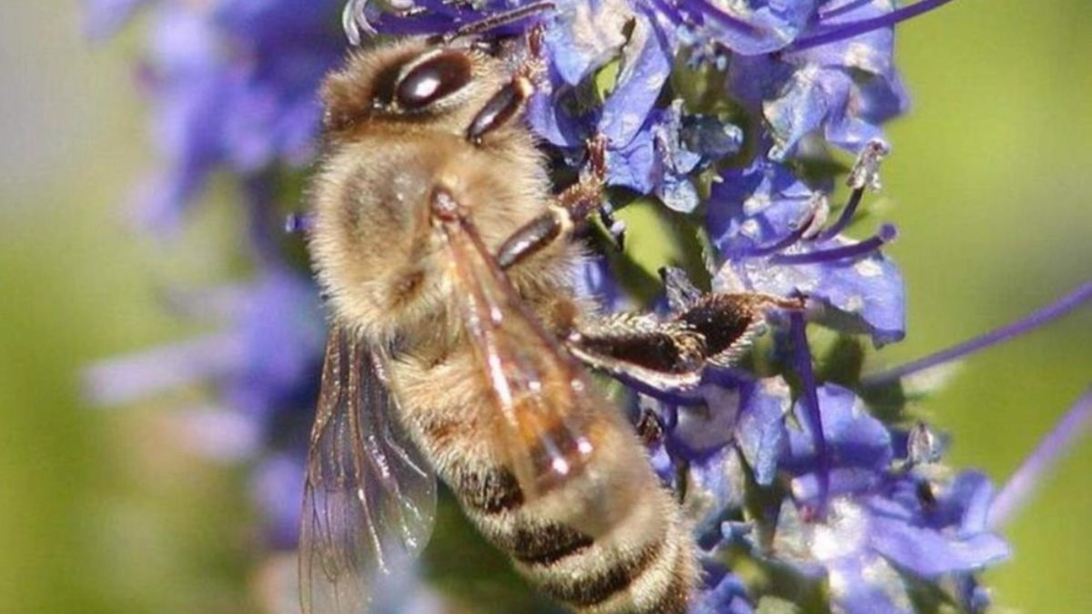 2022 yılı arı fiyatları belirlendi