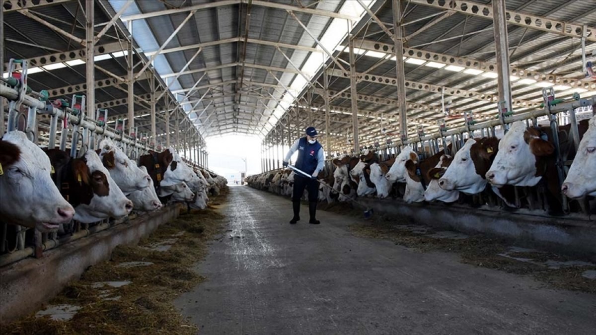 Toplanan inek sütü miktarı geçen yıl 10 milyon tonu aştı
