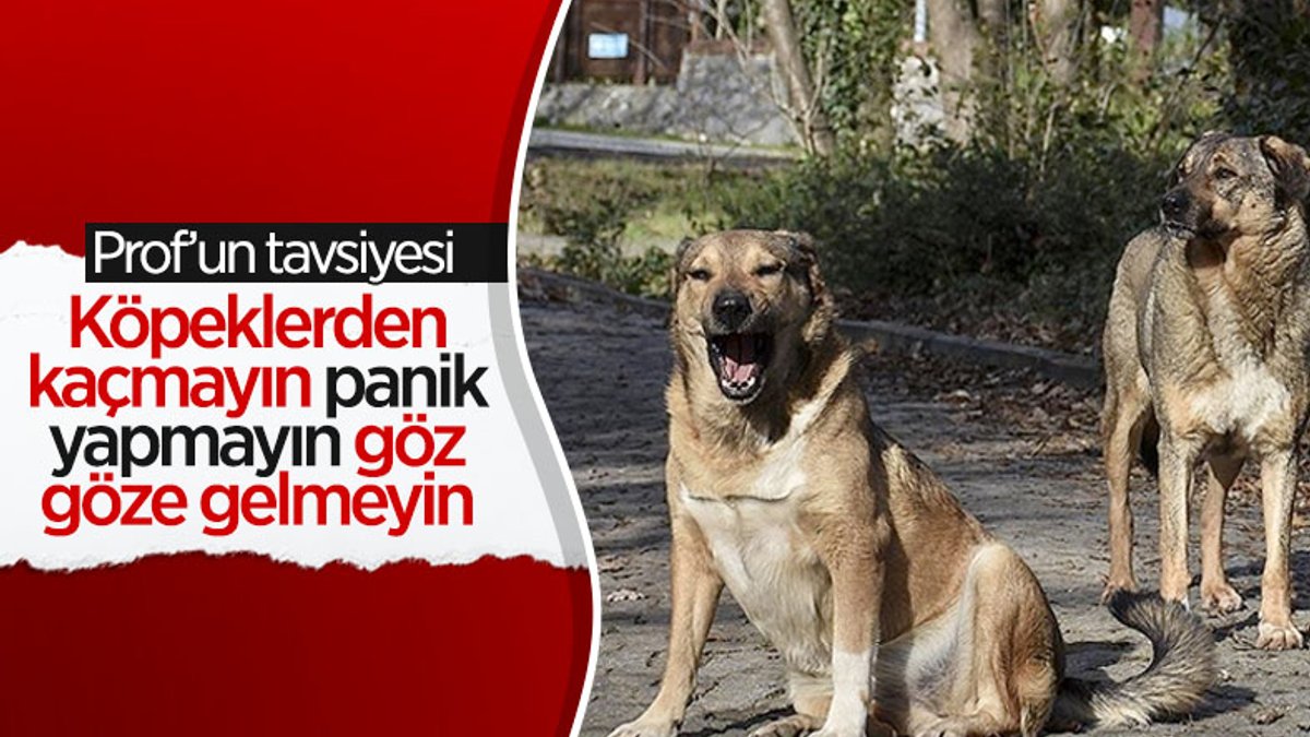 Mustafa Sinan Aktaş: Köpek saldırdığında kaçmayın