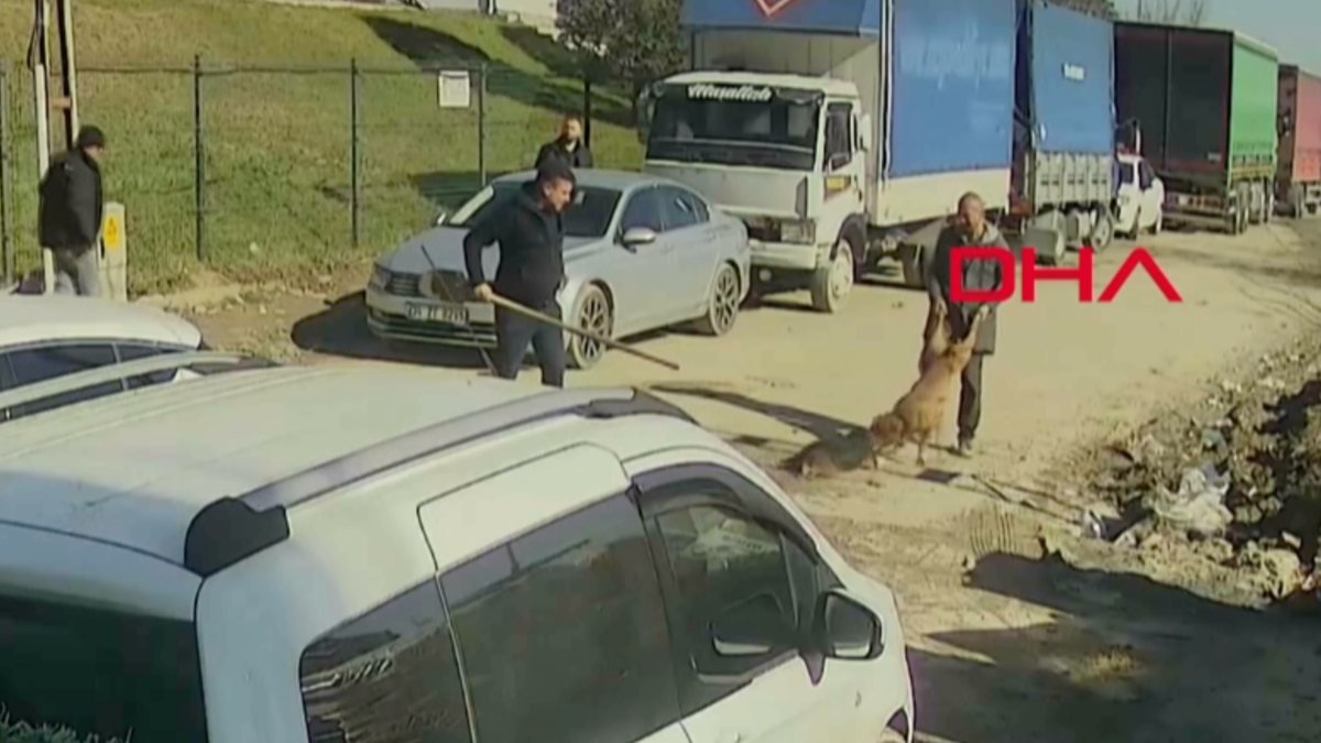 Sultangazi'de pitbull, esnafın köpeğine saldırdı