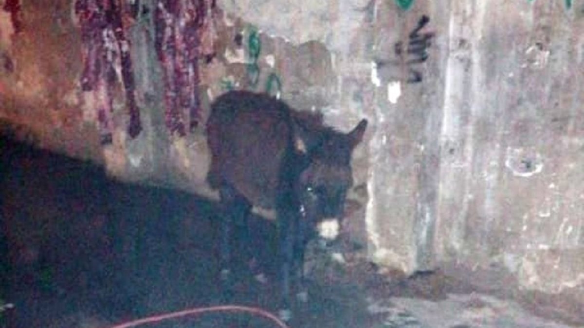 İzmir’de kaçak kesim operasyonu: Eşek ve katırlar kurtarıldı