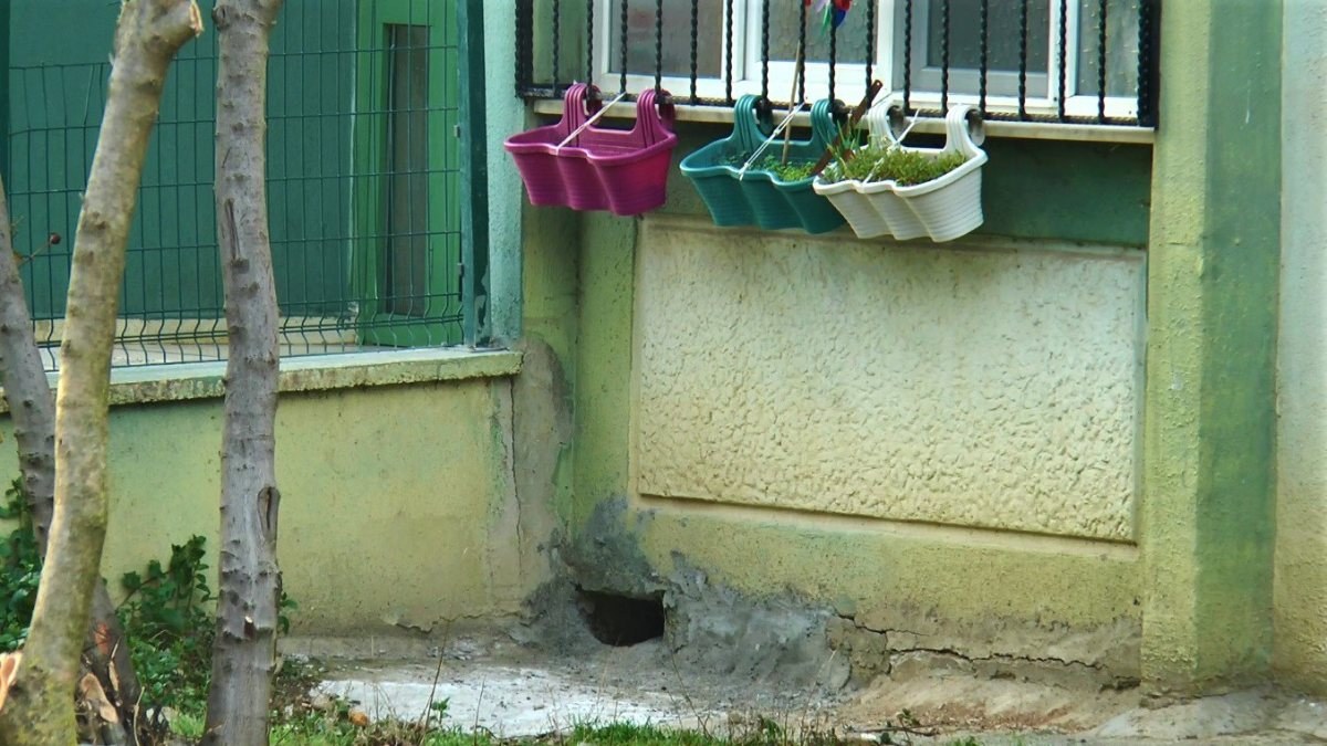 Kocaeli'de oyuğa saklanan kedilerin canlı canlı gömüldüğü iddiası