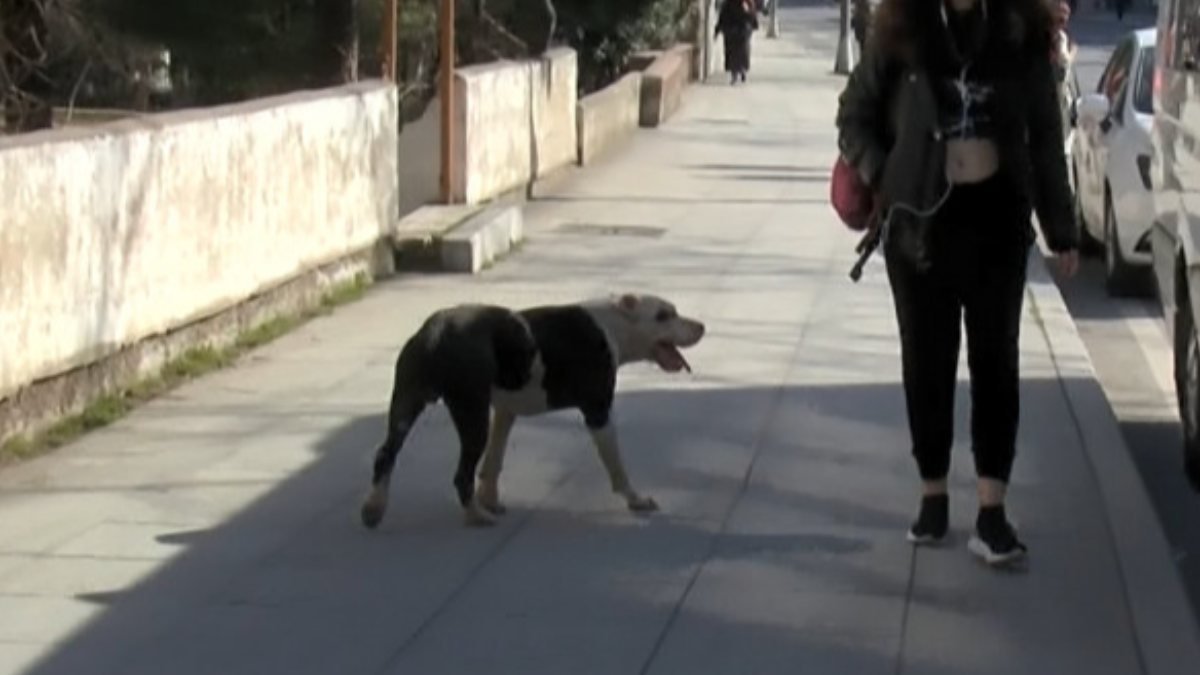 Ataşehir'deki okul çevresinde pitbull paniği