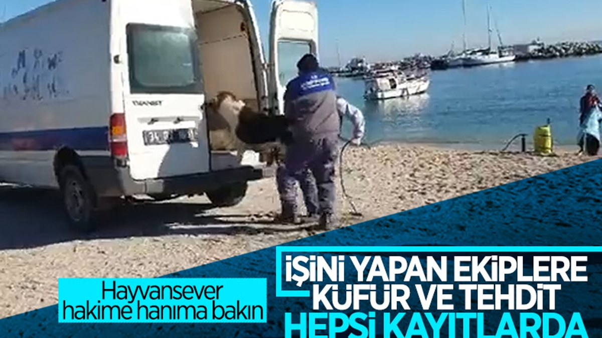 İstanbul'da belediye personeliyle vatandaşların 'köpek toplama' gerginliği