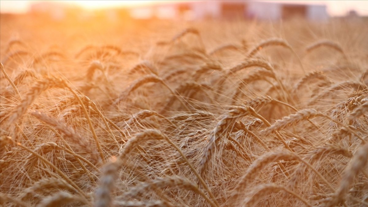 Rusya ile Ukrayna arasındaki savaş buğday piyasalarını sarsabilir