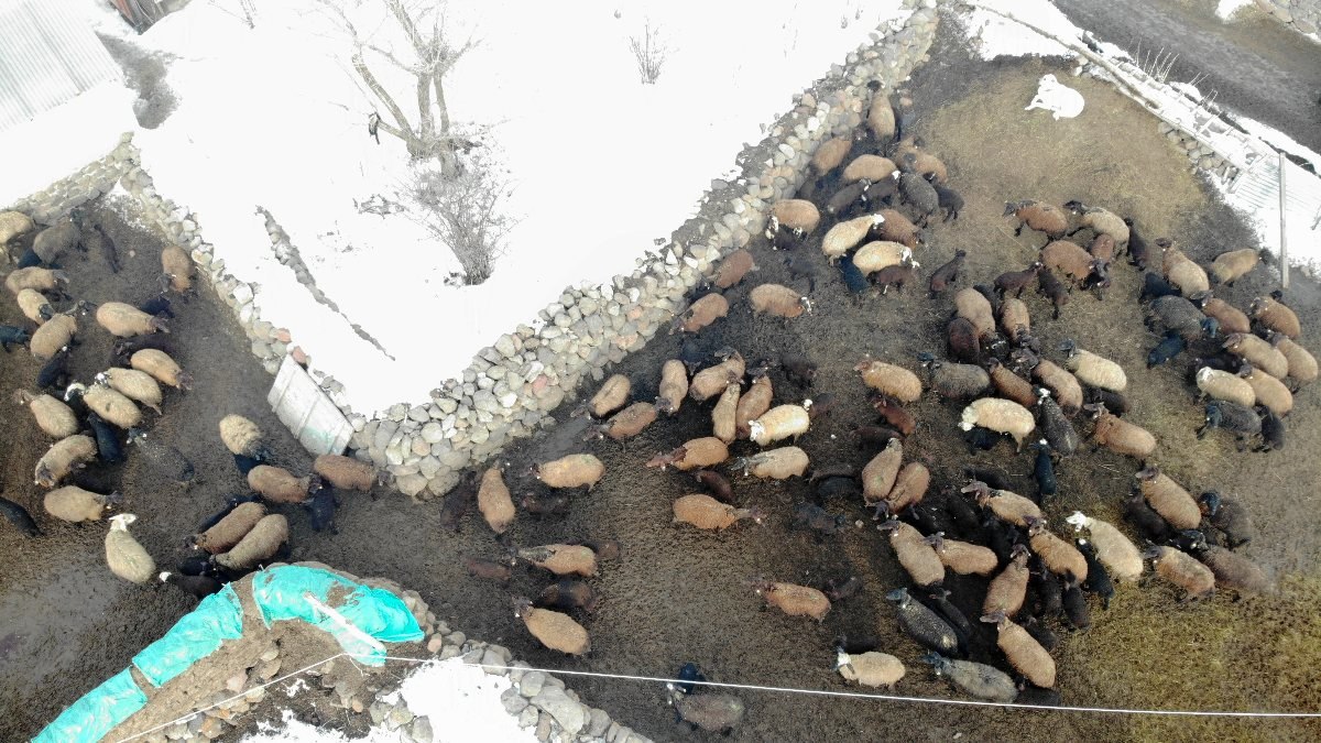 Muş'ta baharın müjdecileri, anneleriyle buluştu
