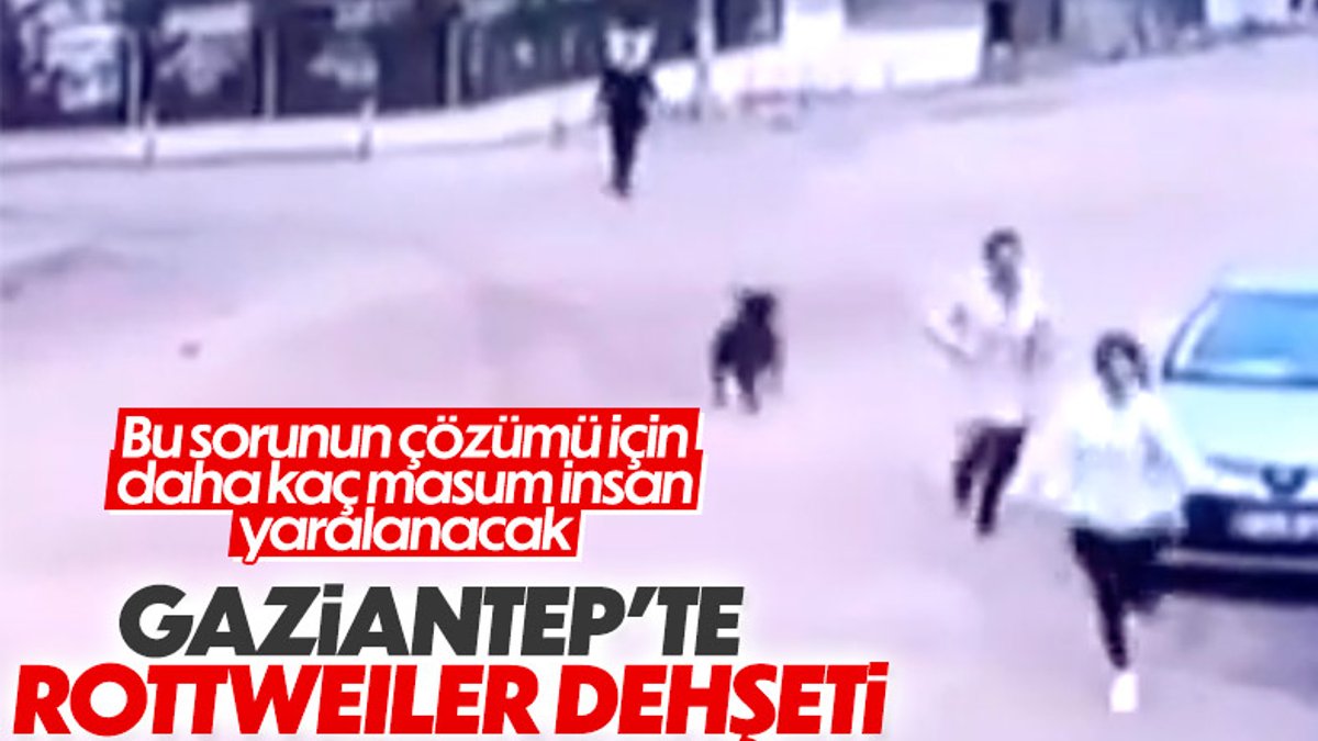 Gaziantep’te bahçeden kaçan köpek, kadına saldırdı