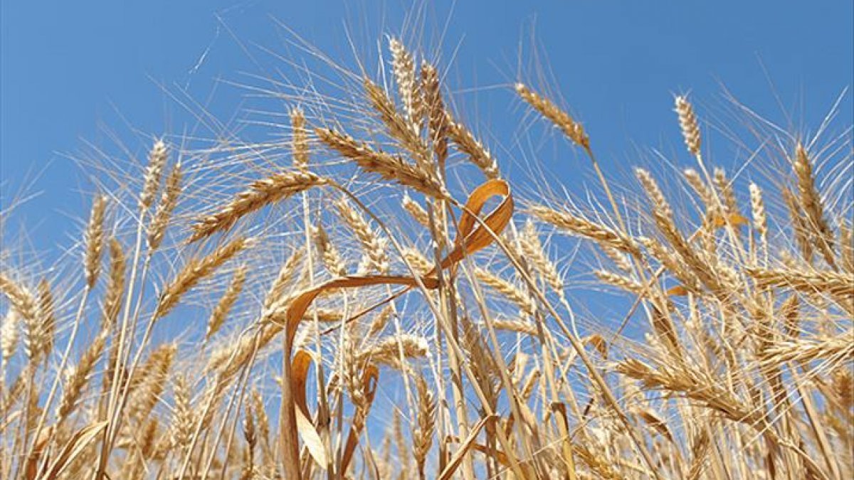 Tahıllar ve buğday fiyatı yıllık yüzde 35,95 artış gösterdi