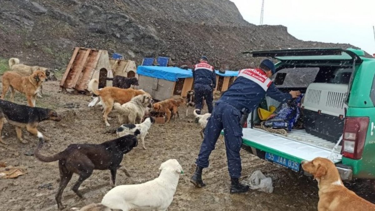 Samsun'da jandarmadan sokak hayvanlarına şefkat eli