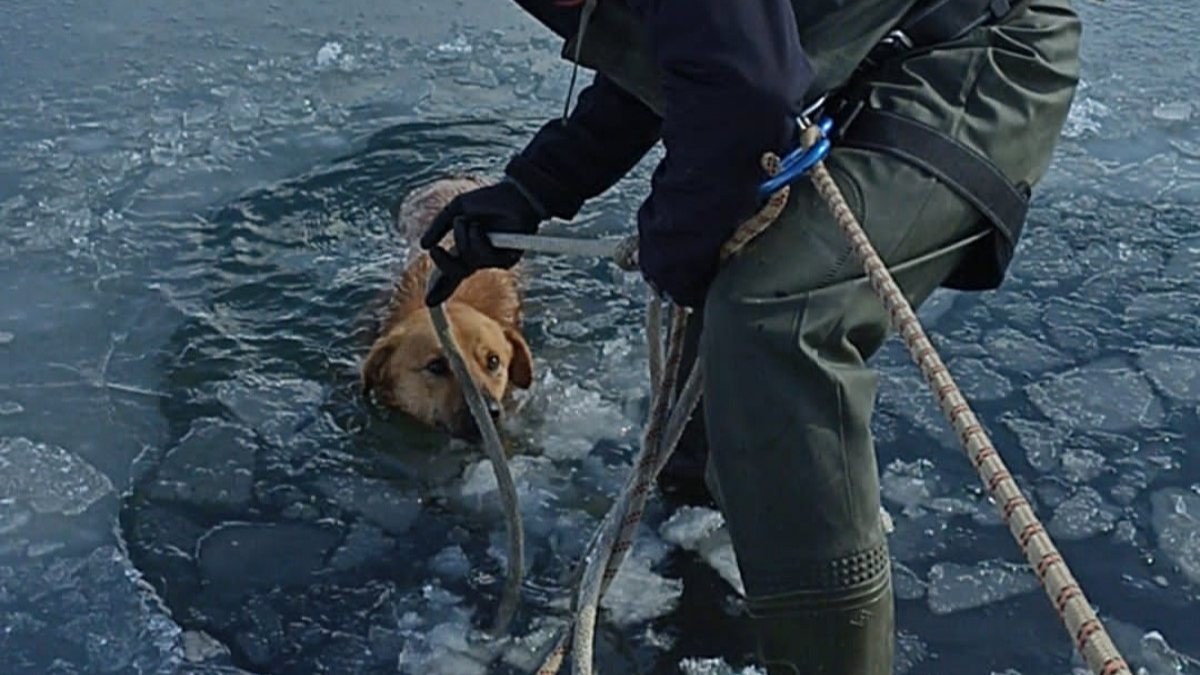 Bursa'da kırılan buzlu gölete düşen köpek, son anda kurtarıldı