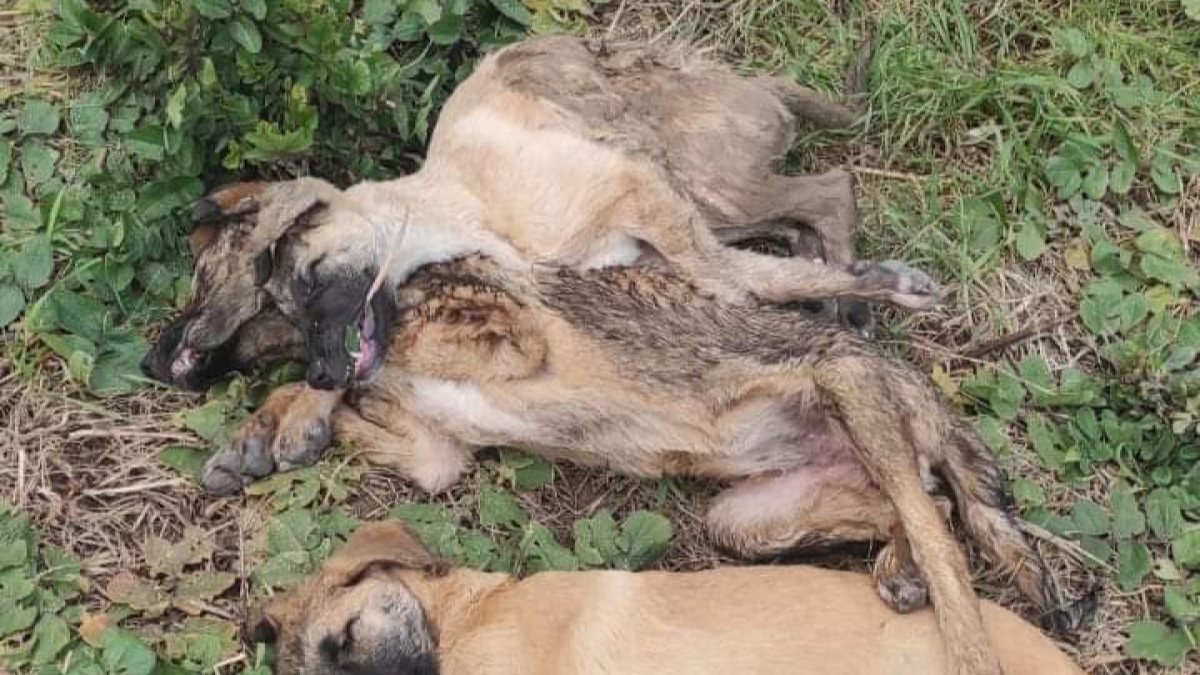 Kocaeli'de tavuk yiyerek ölen 5 köpek için soruşturma açıldı