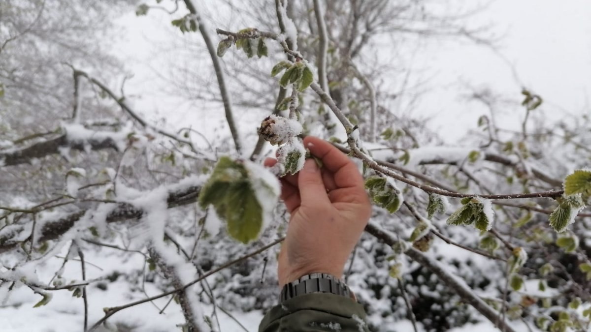 Giresun’da kar yağışı fındık fiyatlarının yükselmesine neden oldu