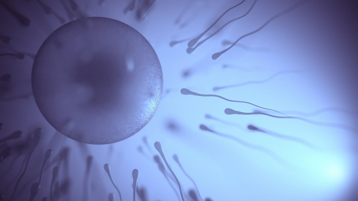 Sperm kalitesini artıran en iyi 5 besin grubu