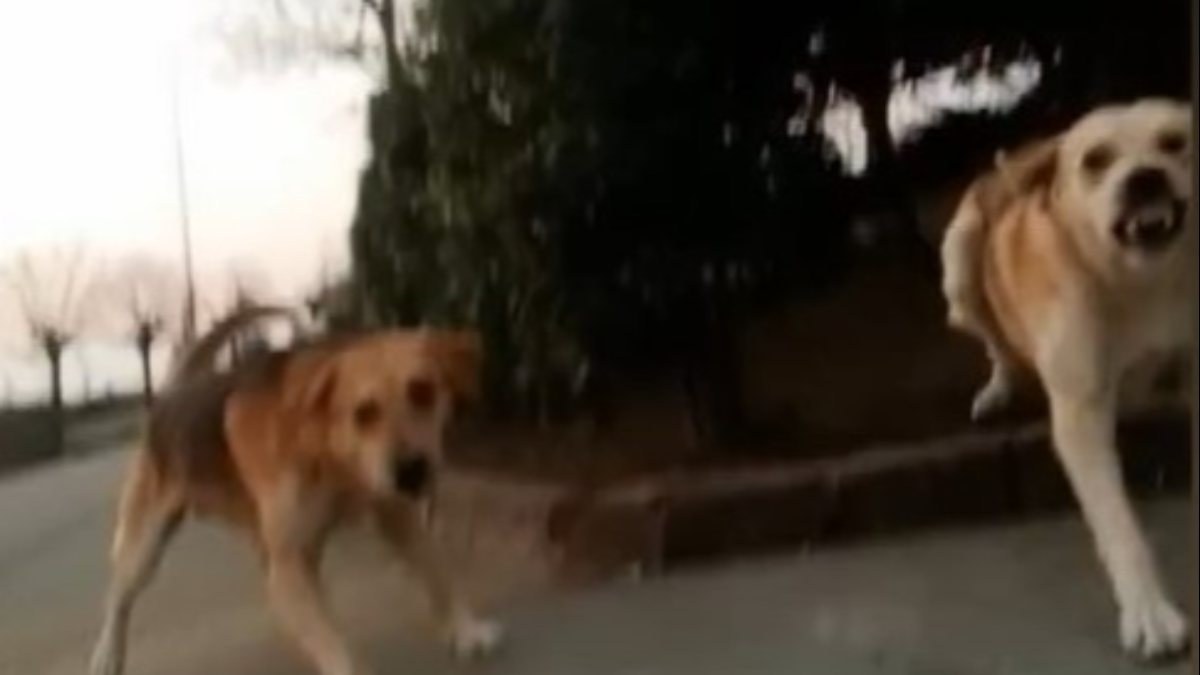 Kocaeli'de başıboş köpekler üniversiteli kıza saldırdı