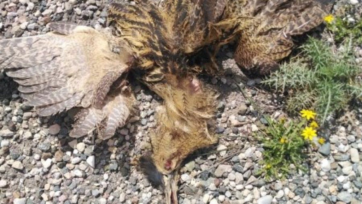 Nesli tükenme tehlikesi altındaki balaban kuşuna otobüs çarptı