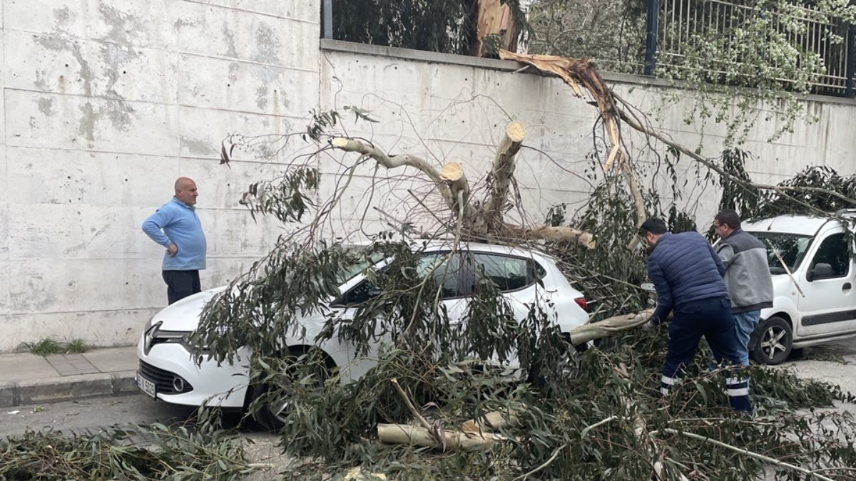 İzmir'de 2 ağaç, arabaların üzerine devrildi