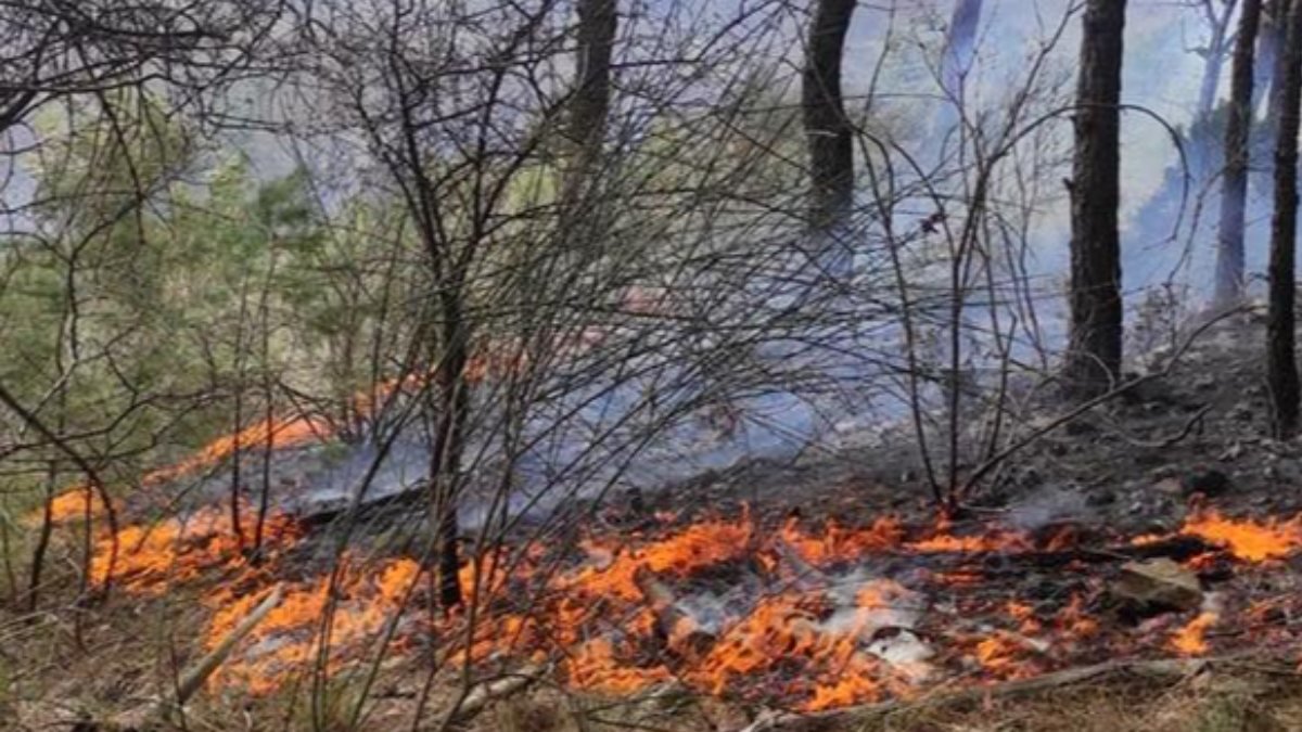 Çanakkale'de ormanda çıkan yangına müdahale sürüyor