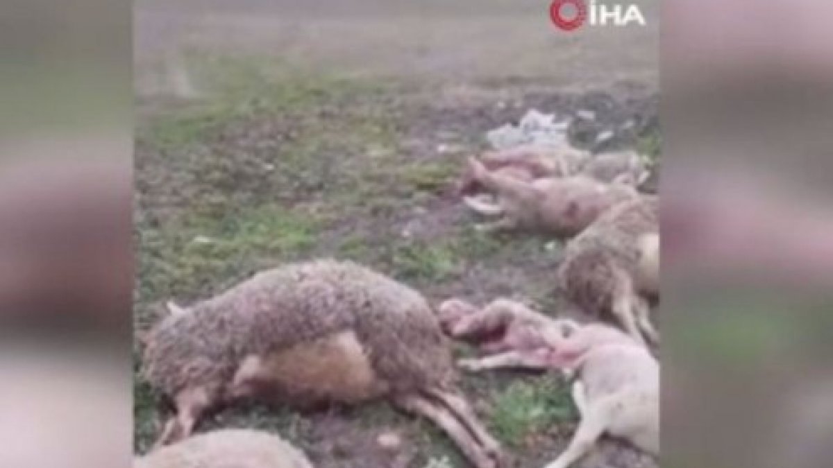 Tekirdağ'da aç kalan kurtlar, 11 hayvanı telef etti