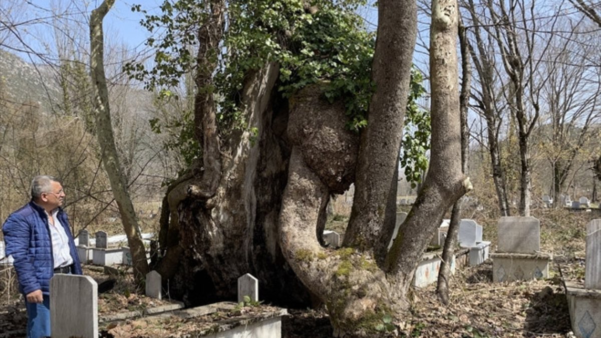 Bartın’da gövdesinde Allah lafzı bulunan ağaç, Mistik Anıt Ağaç olarak tescillendi